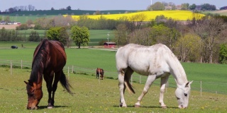 瑞典，三匹马在春天吃草