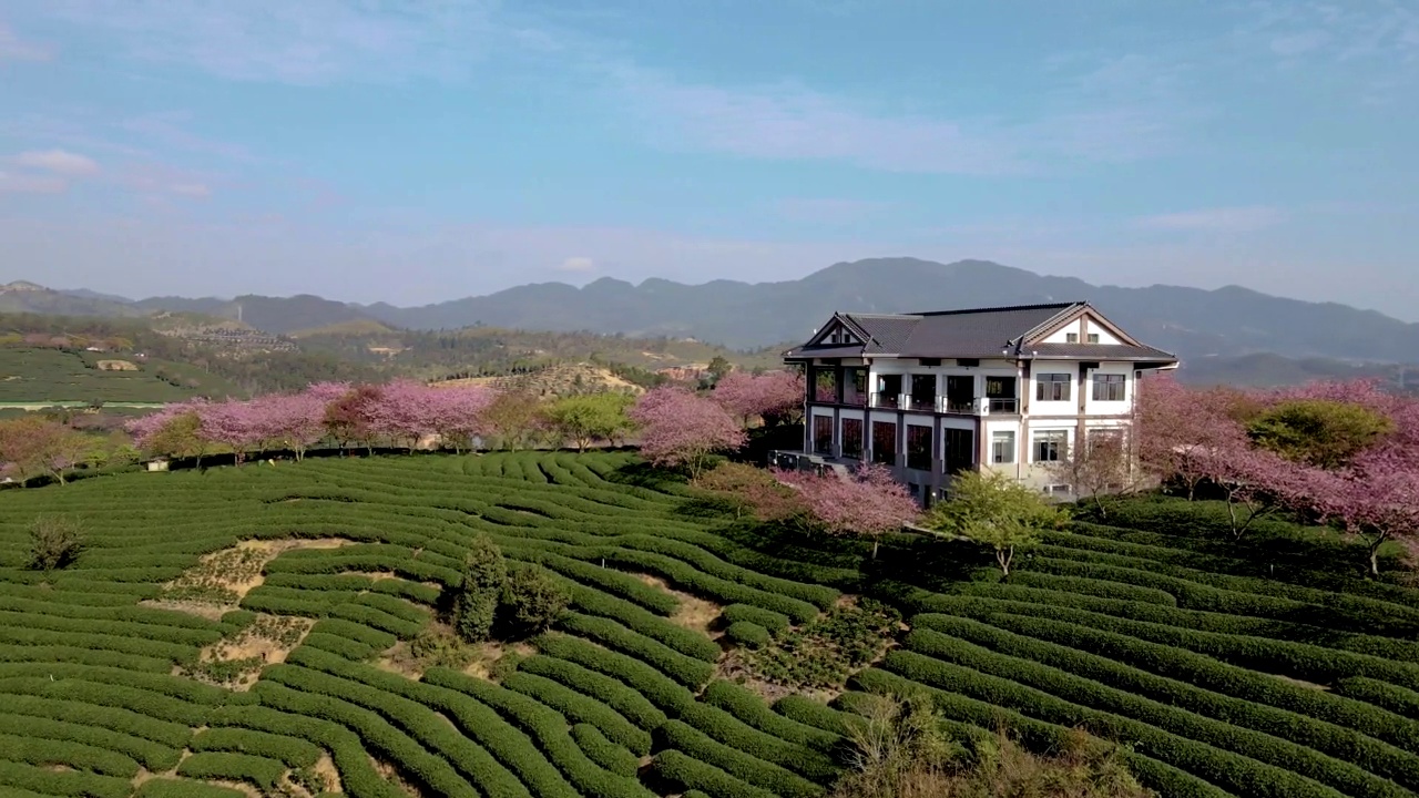 粉色樱桃树和绿茶花园的航拍照片