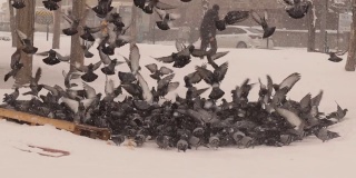 普通的鸽子在暴风雪中吃面包。
一些好心人在这个转盘上撒谷粒，帮助鸟儿过冬。
城市里有野生动物。
城市野生动物。雪。
鸽子,乌鸦。鸟