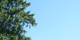 以蓝天为背景的大树