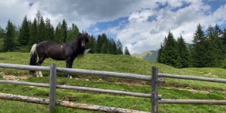 奥地利杜伊斯卡湖牧场上的马