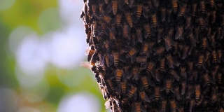 慢镜头:许多蜜蜂在蜂巢上爬行，背景是散景灯光