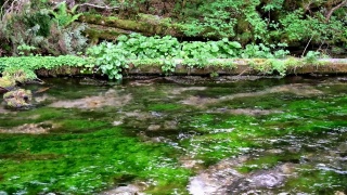 清澈的清水河和白kamo，天然山葵，上高池