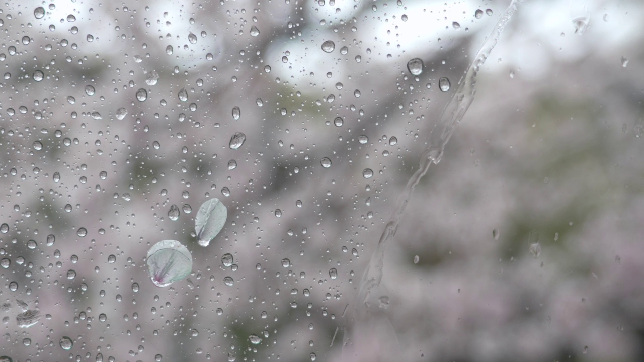 下雨天，通过玻璃拍摄的雨滴和樱花花瓣的4K视频
