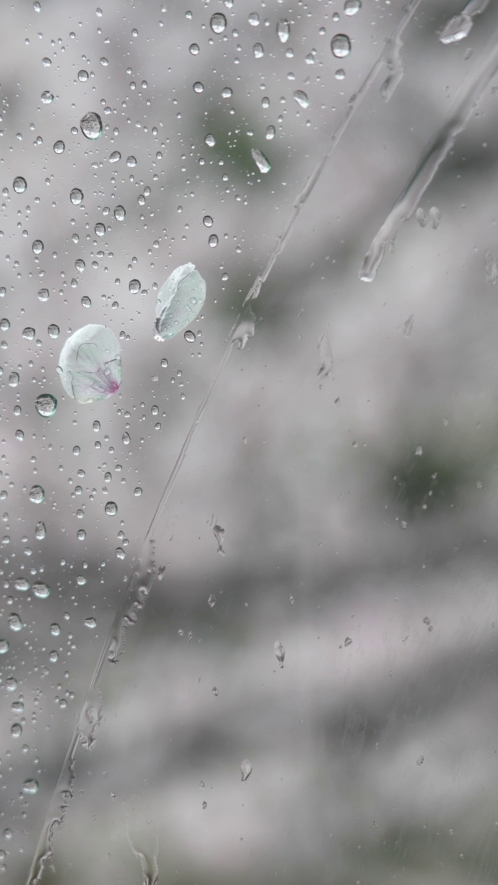 垂直4K视频雨滴和樱花花瓣在一个雨天通过玻璃拍摄