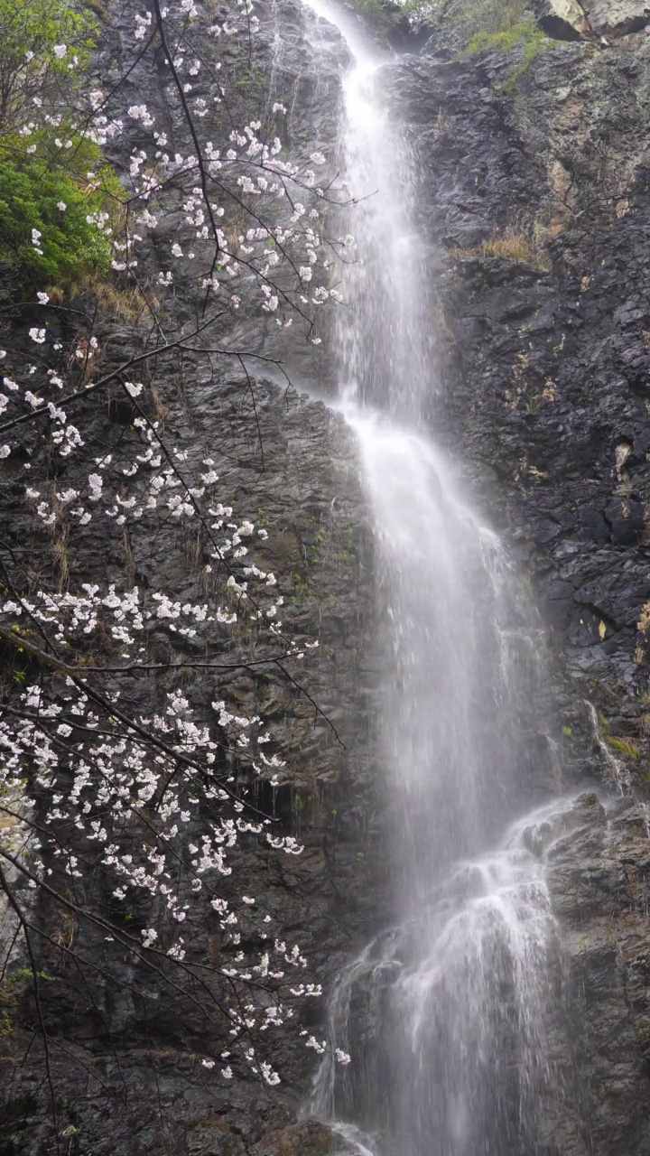 下雨天拍摄的樱花和瀑布的4K视频