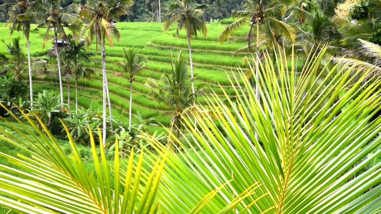 印度尼西亚巴厘岛Tabanan摄政的Babahan村的梯田，有灌溉用水和棕榈树