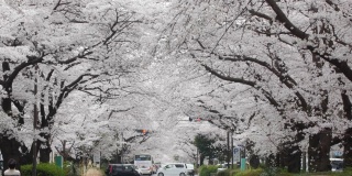 樱花在日本的街道上盛开