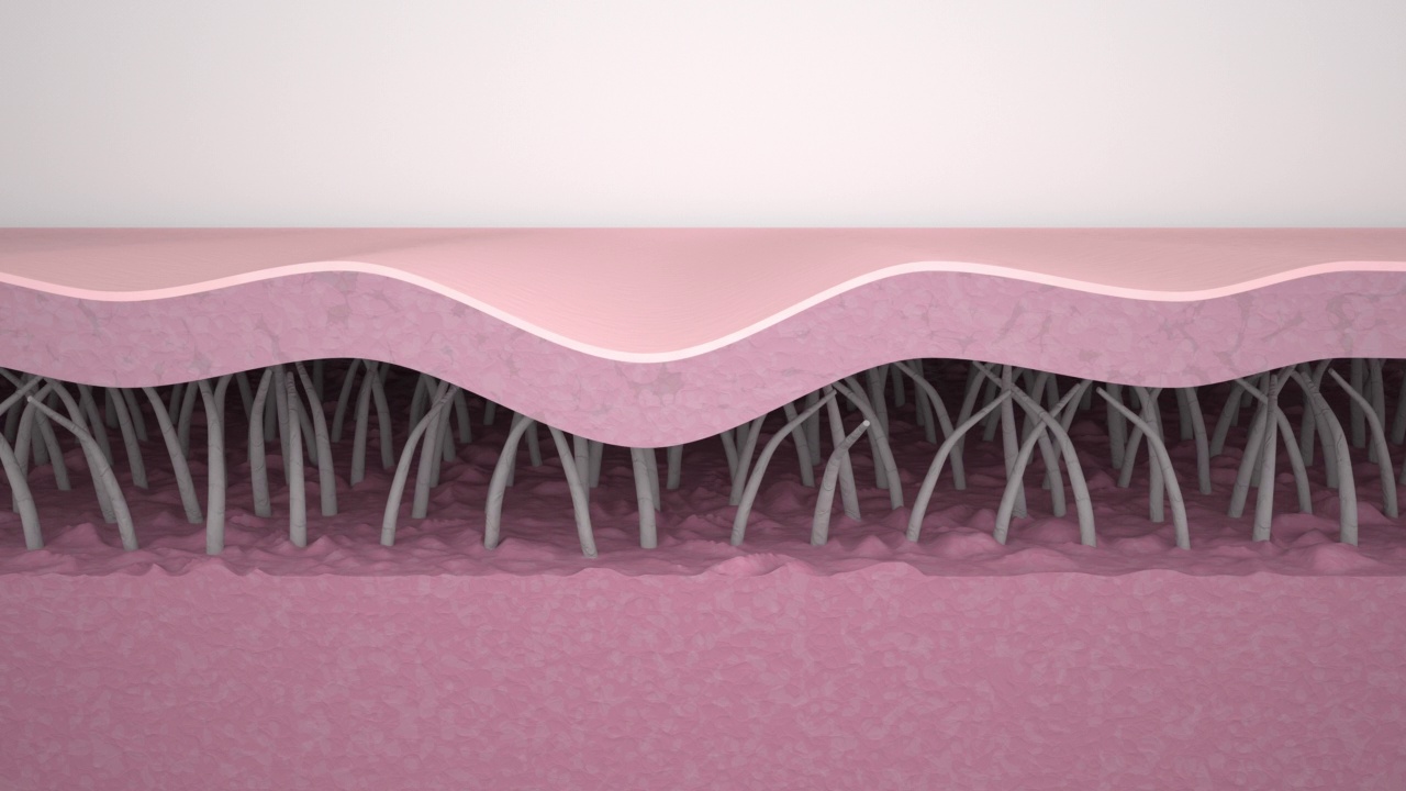 皱纹平滑。医学3d动画展示了皮肤再生的过程，胶原蛋白和弹性蛋白纤维的重建，皱纹消除和皮肤紧致。抗衰老治疗的效果。