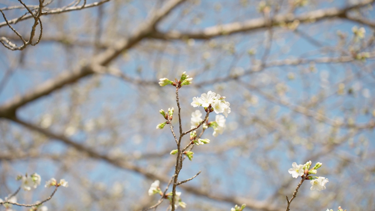 大岛樱花春季开花，花蕾多