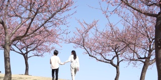 手拉手走在樱花树上的日本兄弟姐妹