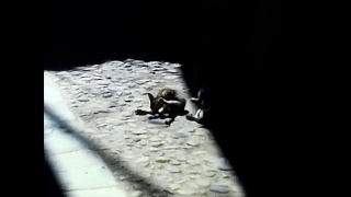 80年代马焦雷湖村小巷里的猫