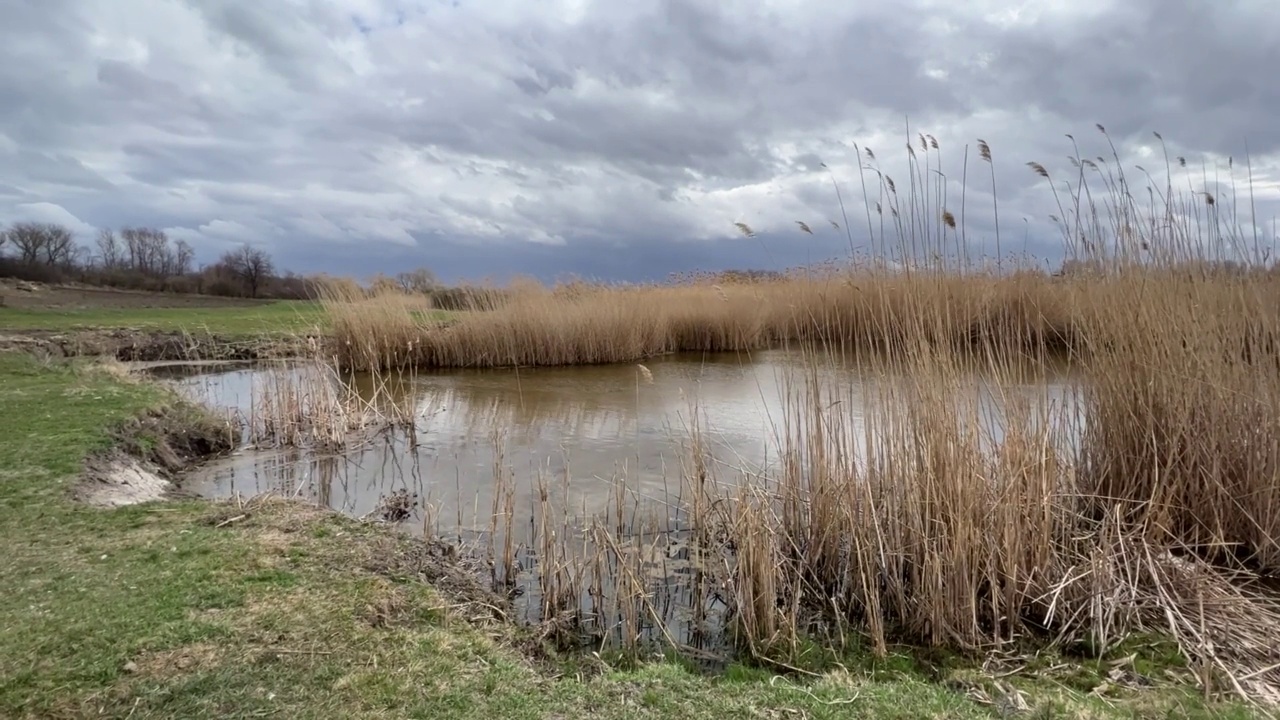 风景优美的湿地沼泽，芦苇摇曳。春日忧郁的天空。