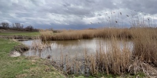 风景优美的湿地沼泽，芦苇摇曳。春日忧郁的天空。