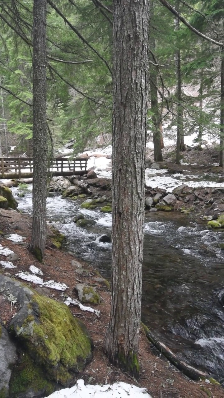 河流在林间木桥下流淌，大自然宁静苍翠，森林冬季郁郁葱葱