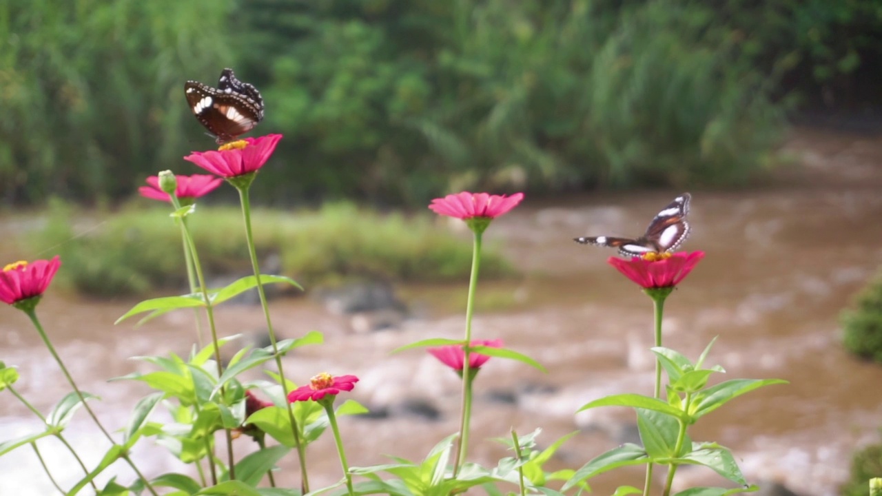 黑蝴蝶栖息在红花上，背景是一条河