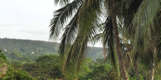 在亚热带气候的菲律宾群岛上，长满丛林的岛上美丽的棕榈树永远保持着绿色。热带森林景观，棕榈树和异国情调的植物。