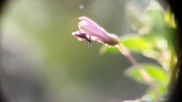 (慢镜头)飞行的蜜蜂带着花粉从紫色的花上采集花蜜。文件2
