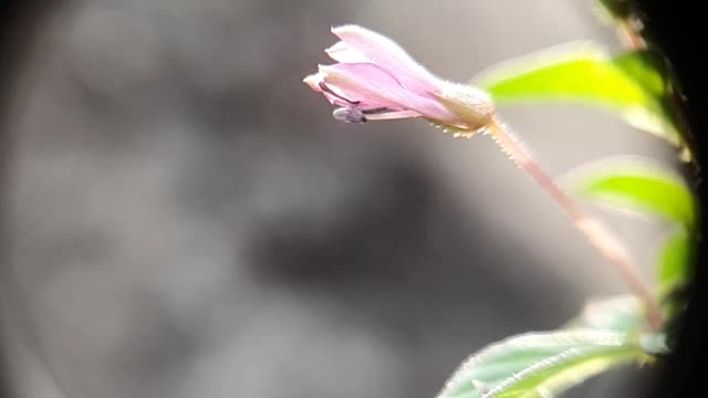 (慢镜头)飞行的蜜蜂带着花粉从紫色的花上采集花蜜。文件1
