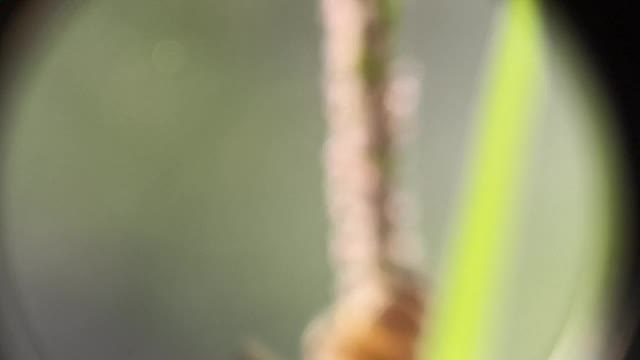 模糊慢动作飞行蜜蜂与花粉收集花蜜紫色的花近距离