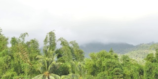 热带丛林被一层厚厚的雾所覆盖，棕榈树被晨光和热带雨林顶部的薄雾照亮。热带探险。
