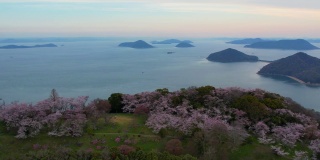香川县三代市守德山的樱花和濑户内海