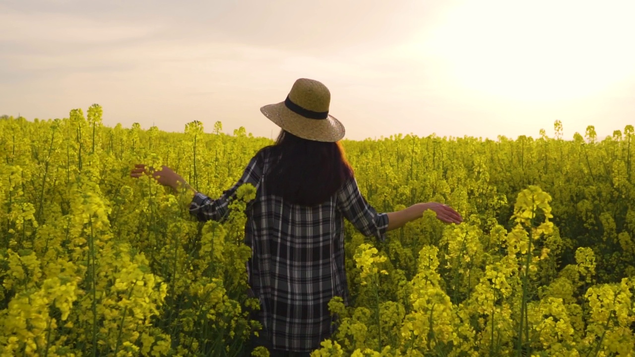 夕阳下，一位妇女检查油菜籽田的后视图