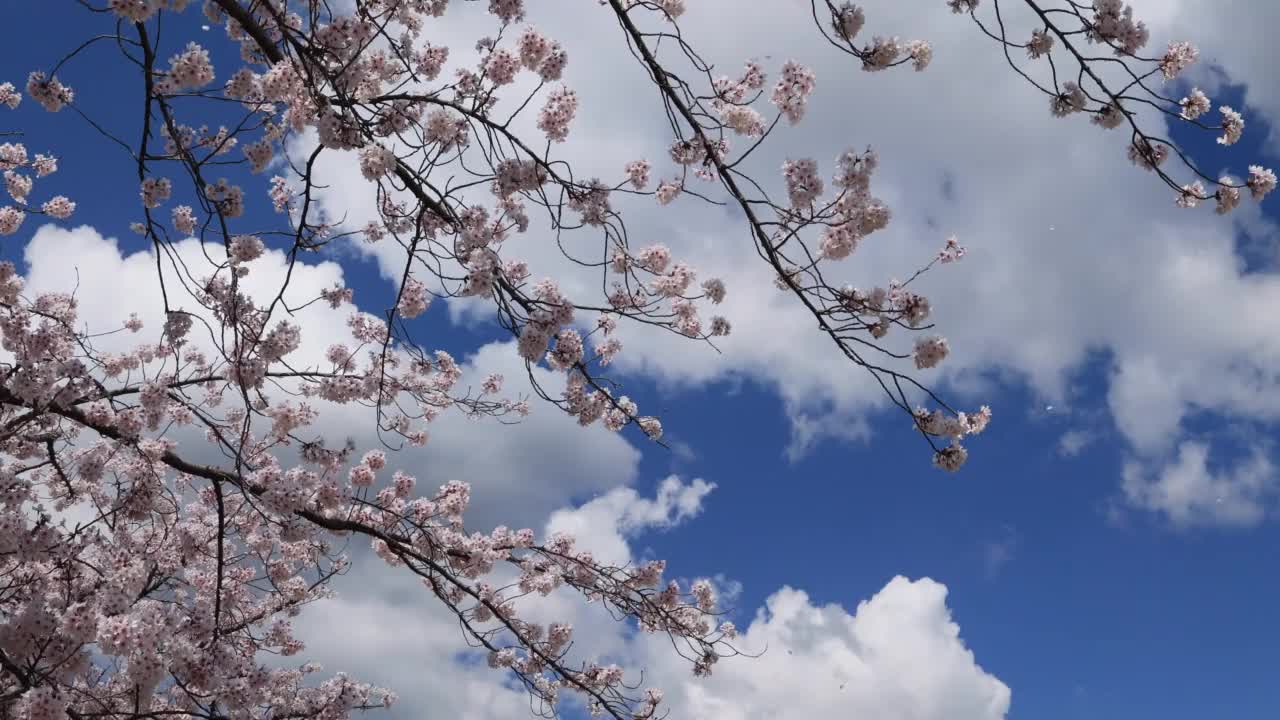 春天的樱花在毕业、入学、观赏樱花的季节盛开