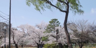 绿色的柳树和樱花树在日本