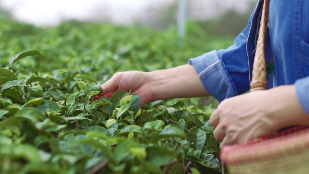 在阳光明媚的日子收获茶叶