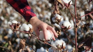 年轻的农民妇女收割棉花的慢镜头。农业和纺织工业