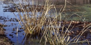 近距离的芦苇在湖中沙沙作响
