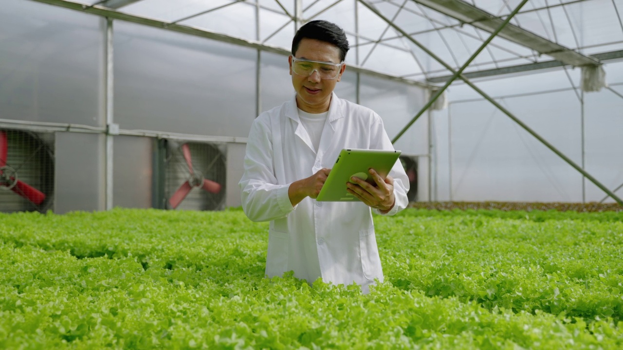 亚洲男性科学家在温室实验中检查水培植物的有机蔬菜实验结果。