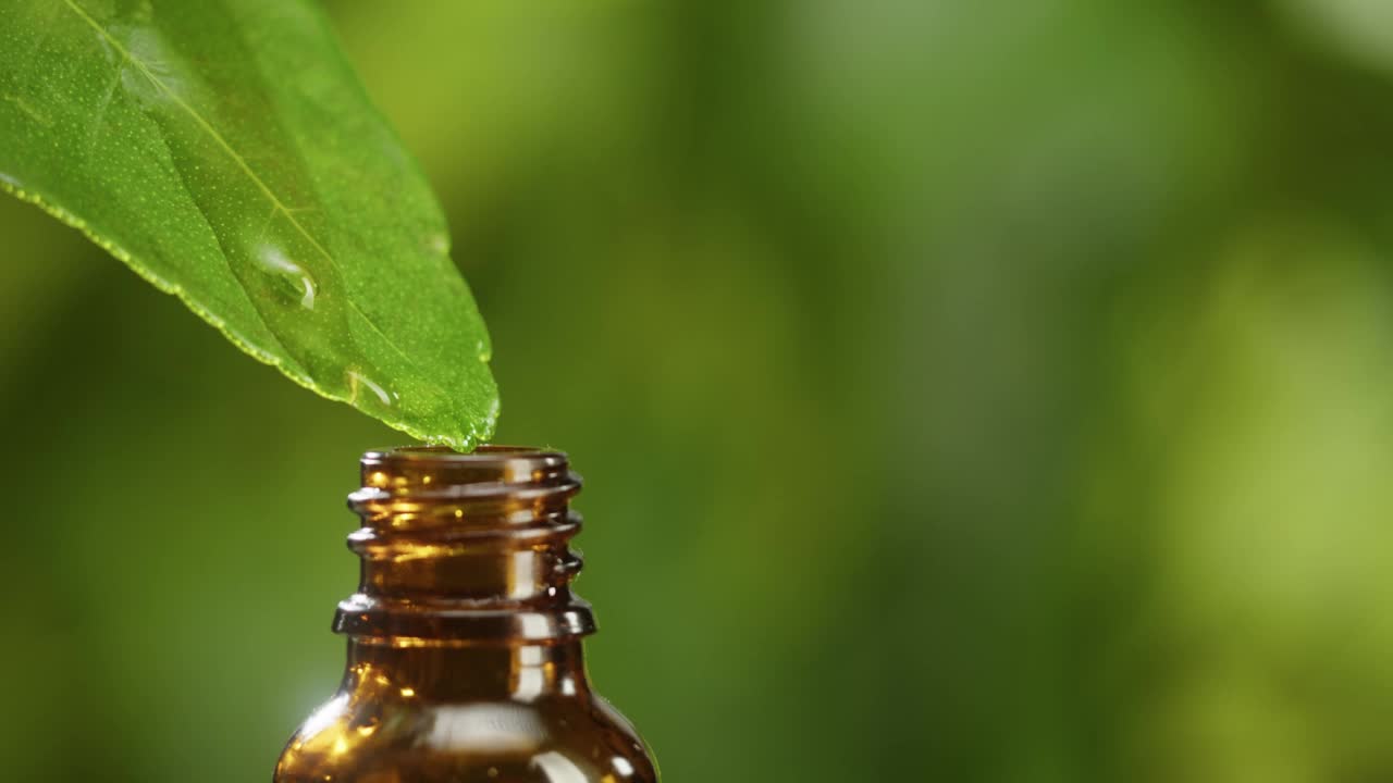 果汁从叶子滴入瓶子特写，植物油。在绿色背景上制作芳香血清。滴液精华、护肤常规、治疗精油、spa概念。传统医学