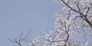 樱花树在蓝天下和日本。