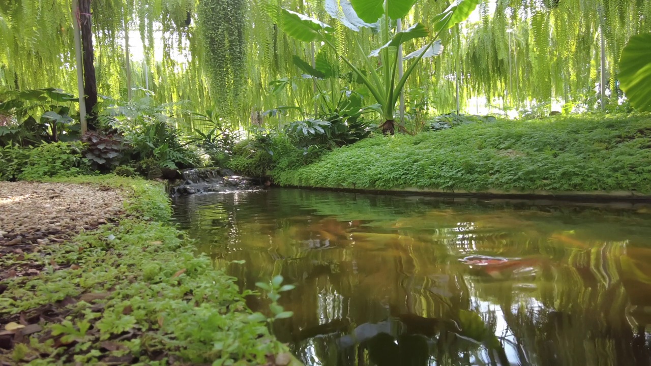池塘，水花园，庭院，锦鲤，住宅