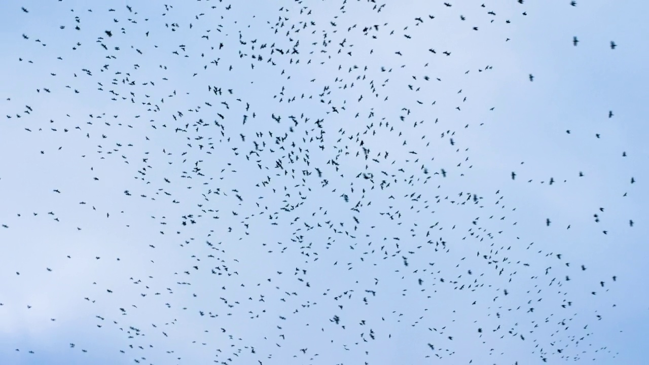 天空中有很多鳥，一群烏鴉在天空中盤旋，一群黑鳥