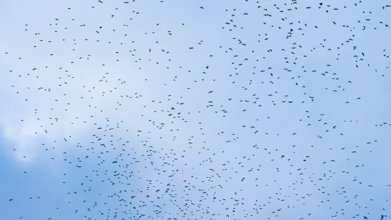 詳情圖-天空中有很多鳥，一群烏鴉在天空中盤旋，一群黑鳥