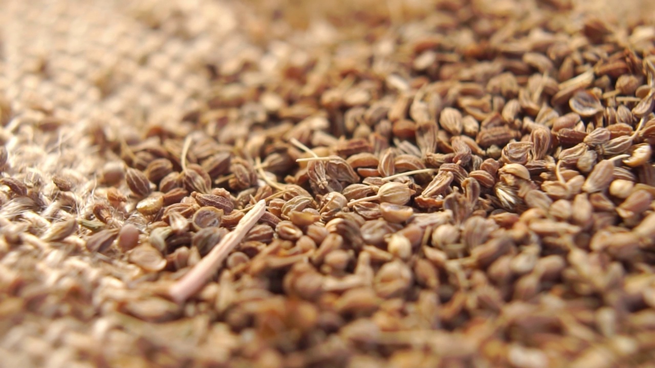 详情图-干燥的茴香籽以慢动作落下。茴香调味料干燥。宏