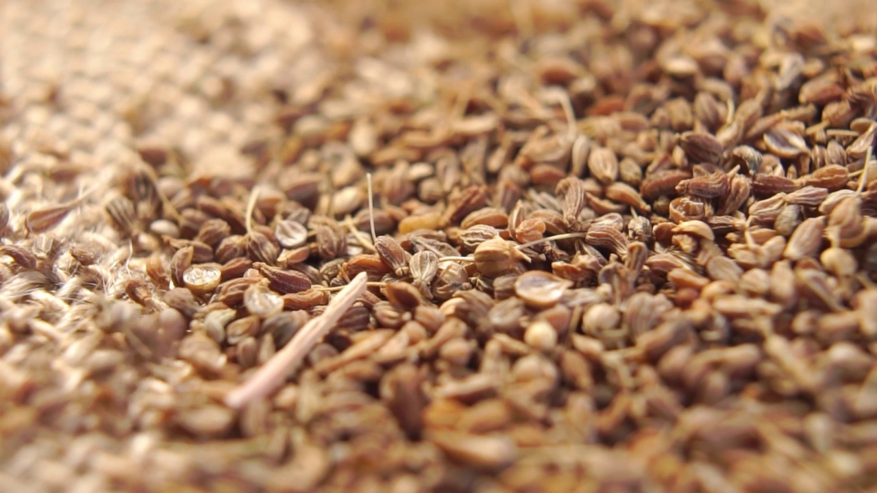 详情图-干燥的茴香籽以慢动作落下。茴香调味料干燥。宏
