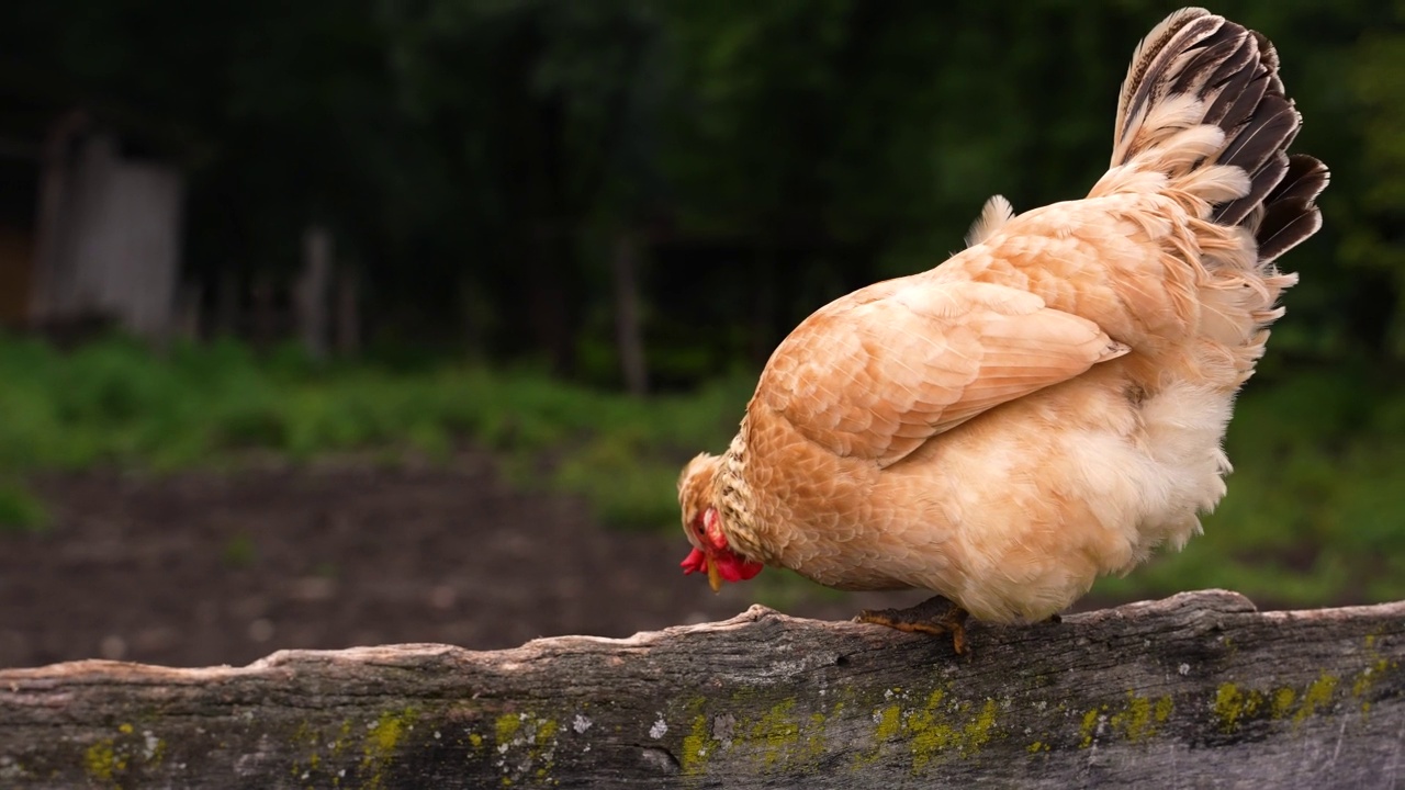 详情图-鸡走在早上和健全的鸡。母鸡在农场。慢动作,4K镜头。动物,农业的概念