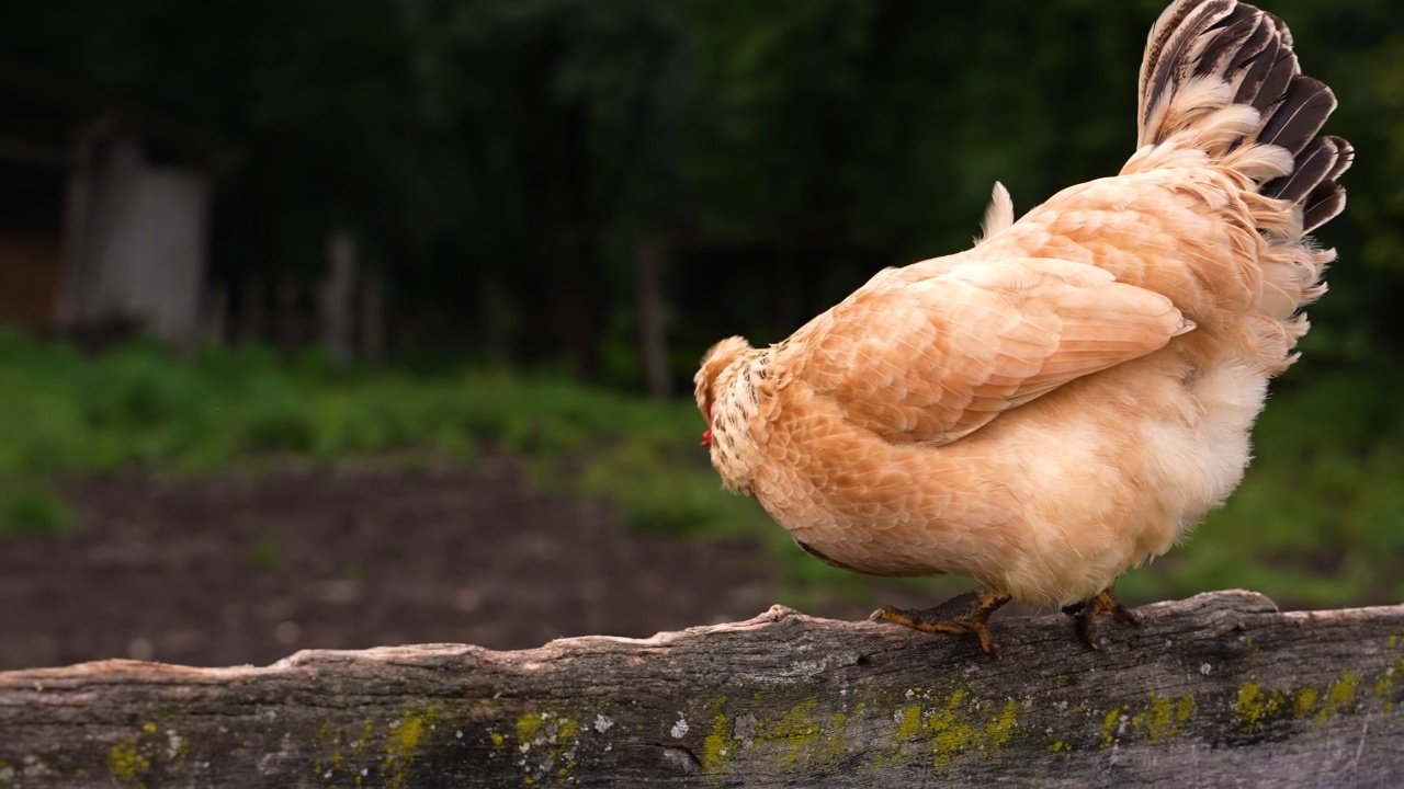 详情图-鸡走在早上和健全的鸡。母鸡在农场。慢动作,4K镜头。动物,农业的概念