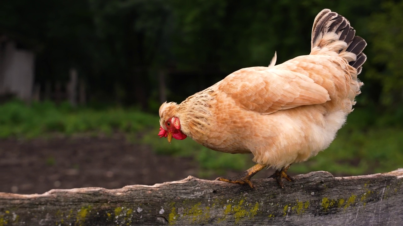 详情图-鸡走在早上和健全的鸡。母鸡在农场。慢动作,4K镜头。动物,农业的概念