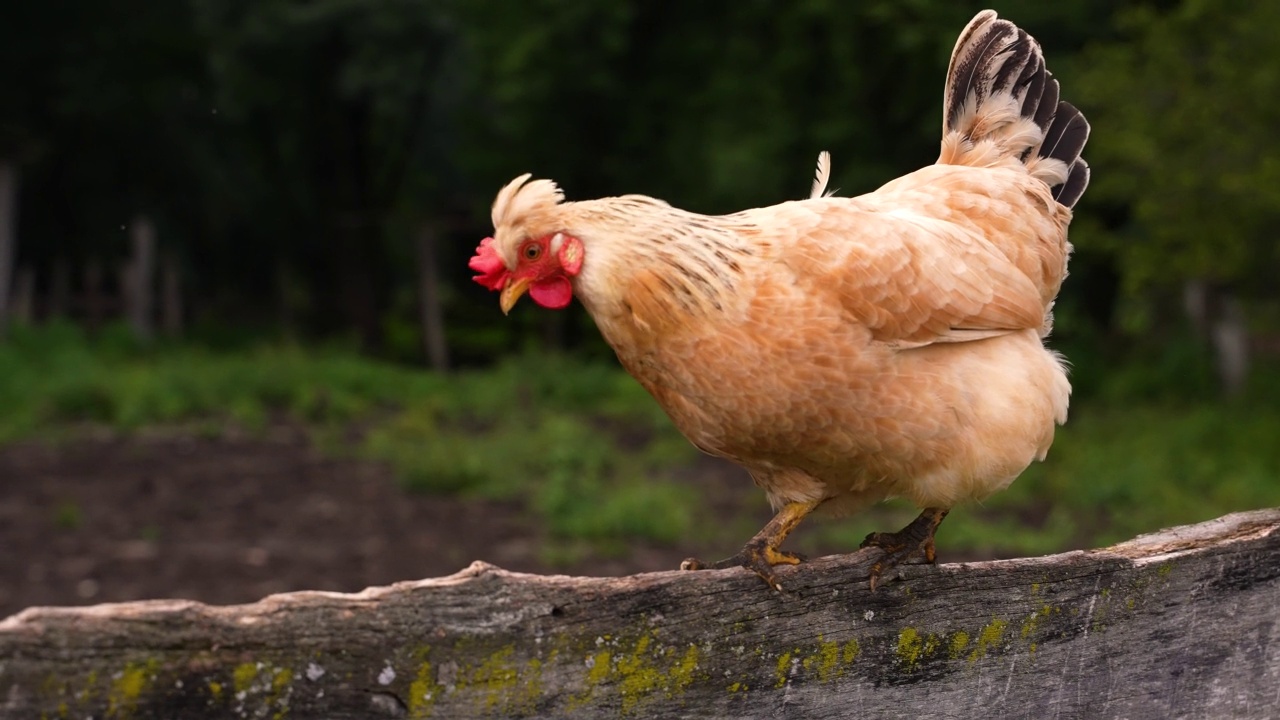 详情图-鸡走在早上和健全的鸡。母鸡在农场。慢动作,4K镜头。动物,农业的概念