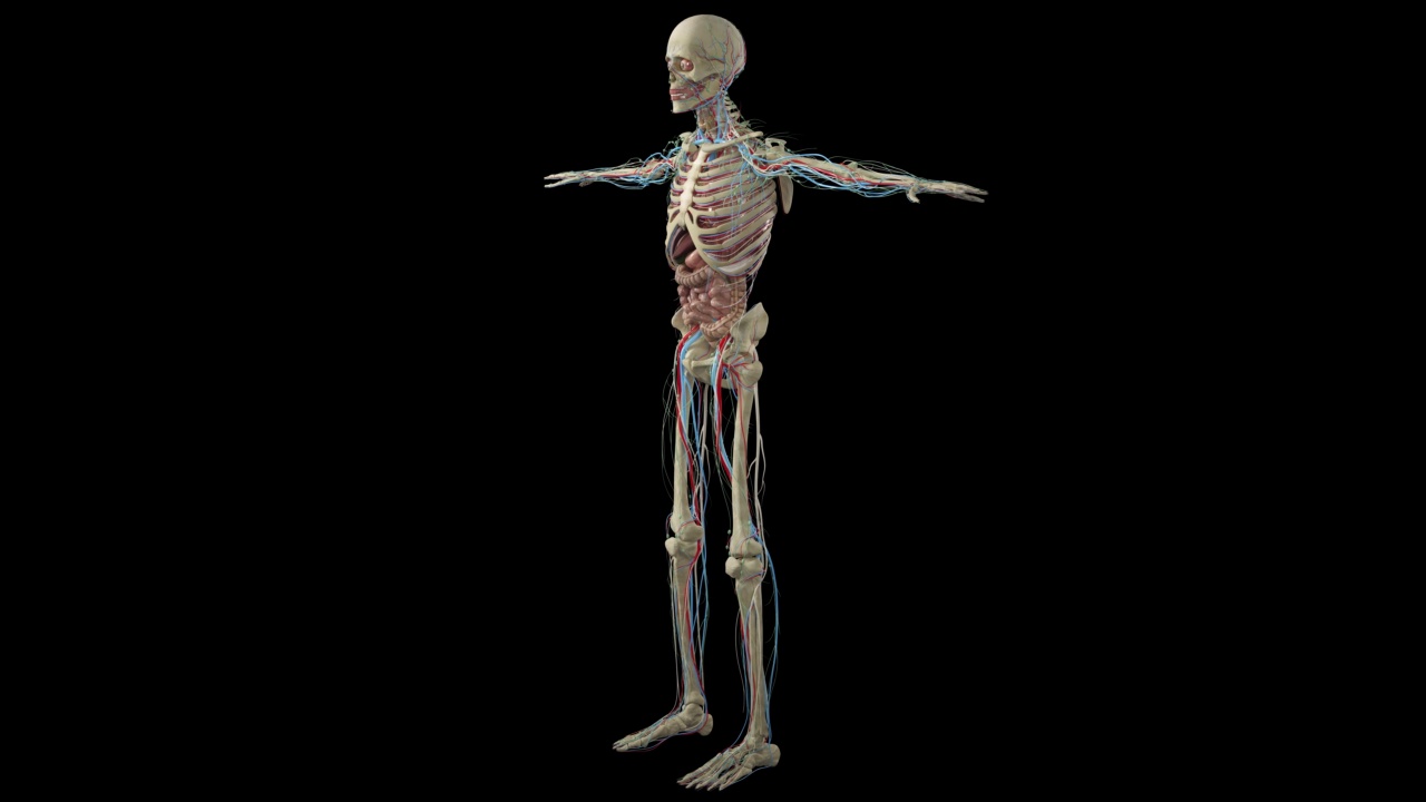 人体解剖学，肌肉，器官，骨骼。3d渲染，3d解剖图谱