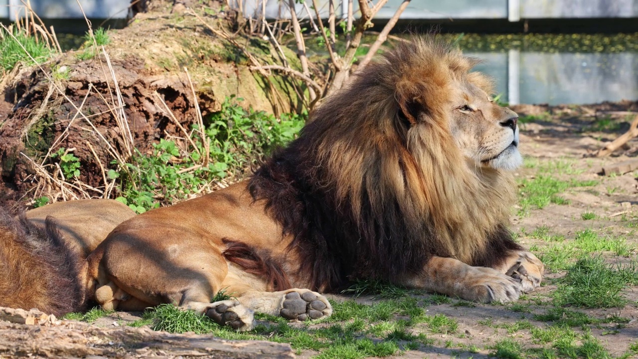 详情图-狮子,Panthera,leo是四种大型猫科动物中的一种,也是Felidae家族的成员