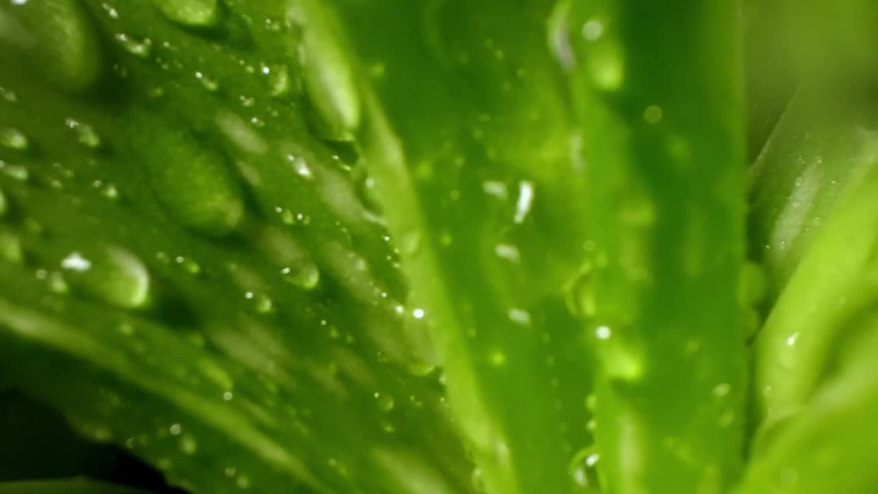 芦荟莲座，露珠或雨水，新鲜多汁的绿色植物，潮湿的叶子，雨滴或小滴。天然药用植物用于有机化妆品，替代药物，一滴芦荟。