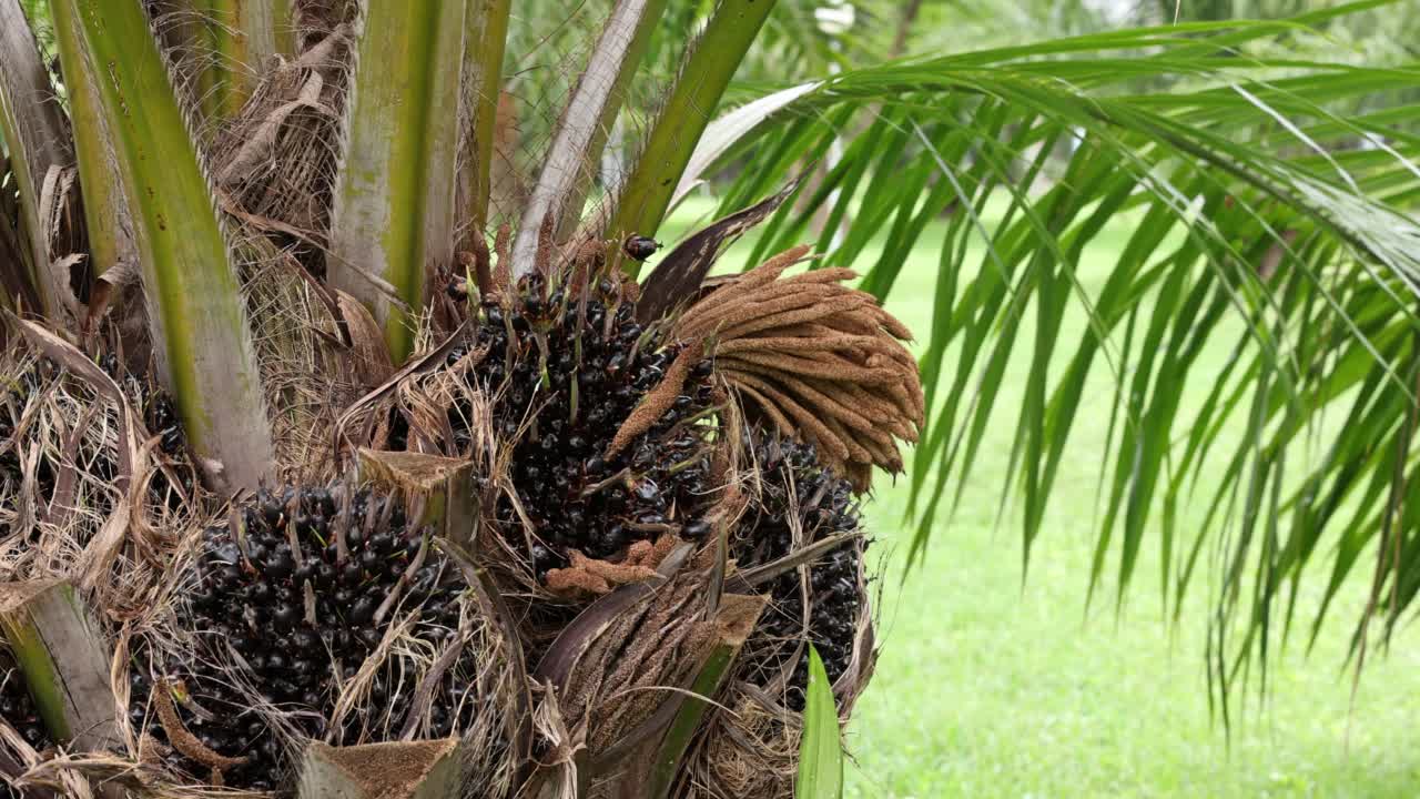 种植园中的棕榈油植物