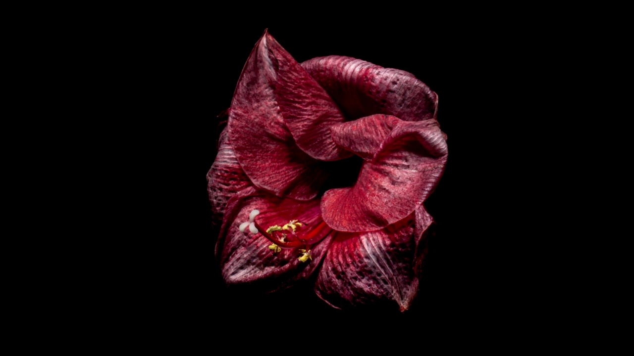 红色孤挺花的枯萎时间流逝。美之终结。凋谢的花从生命中出来。完美的春季植物齐peastrum干燥时间短