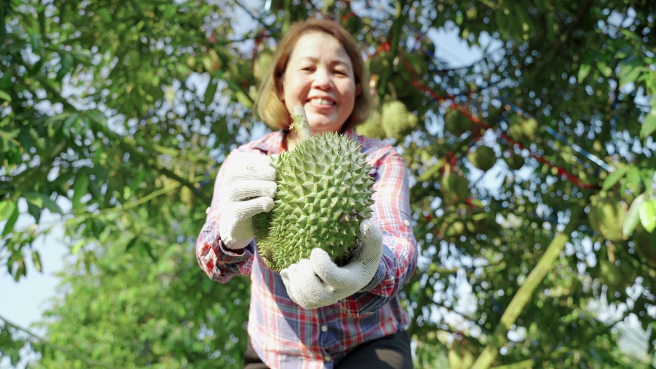 榴蓮農(nóng)民展示自家菜園出產(chǎn)的榴蓮，亞洲女園丁們很自豪能隨心所欲地種植榴蓮。